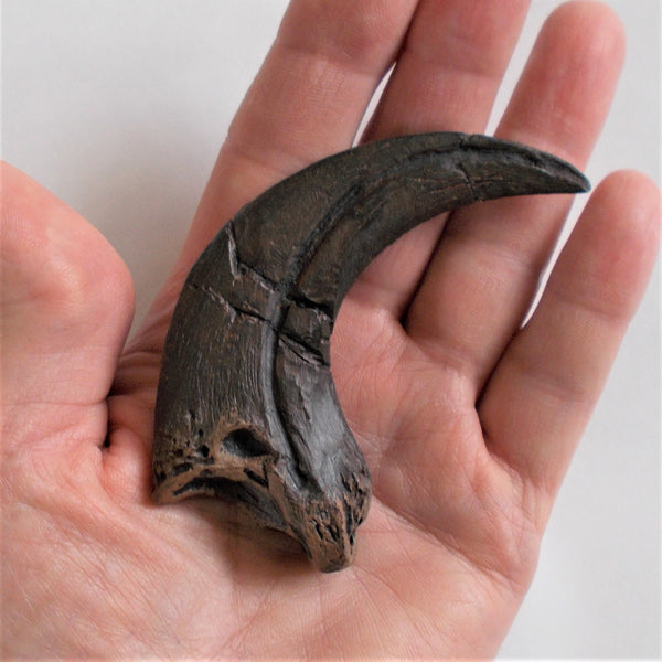 Raptor Claw Replica Fossil - Original Unrestored by TRIASSICA
