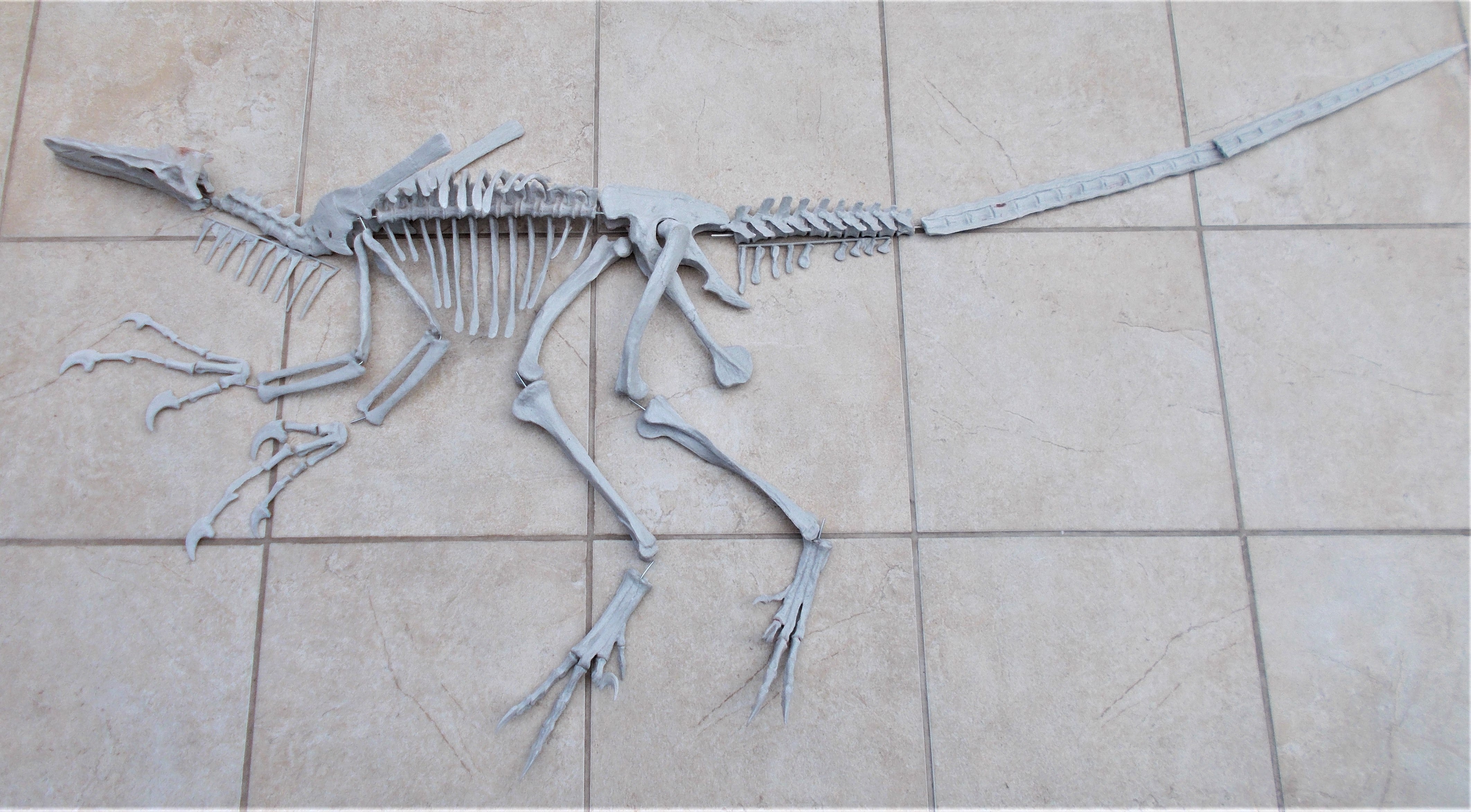 Velociraptor Skeleton Replica