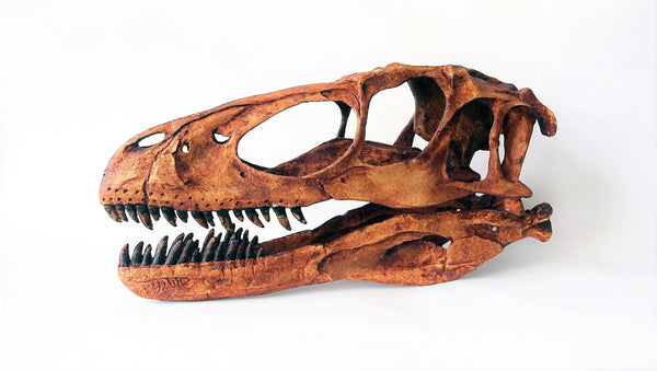 Deinonychus Skull Replica Fossil - Triassica Dinosaur Fossils