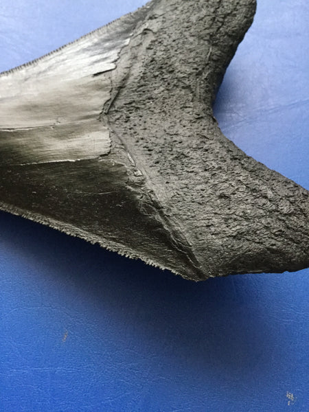 SECONDS - Megalodon Shark Tooth 4 inch Replica Fossil - SECONDS - Triassica Dinosaur Fossils