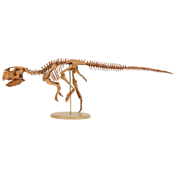 Psittacosaurus Skeleton Replica Fossil - Triassica Dinosaur Fossils
