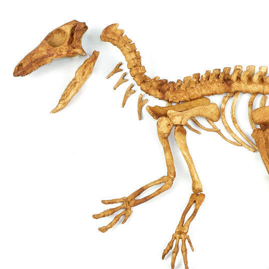 Jeholosaurus Skeleton Replica Fossil - Triassica Dinosaur Fossils