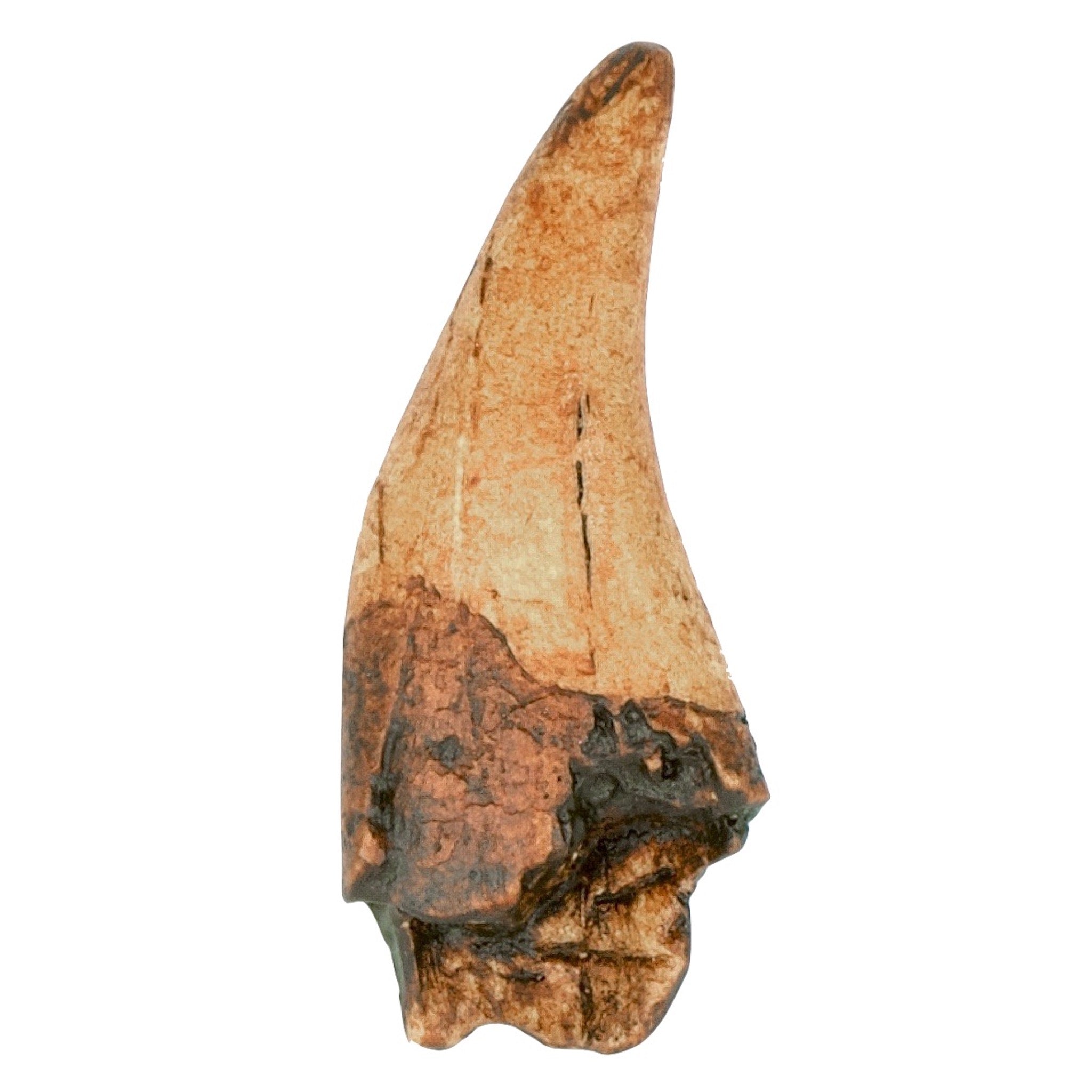 T Rex Tooth Replica Fossil by TRIASSICA – Triassica