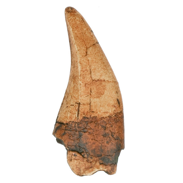 T.Rex Tooth Replica Fossil - Triassica Dinosaur Fossils