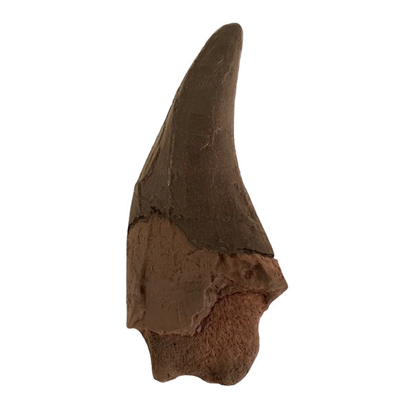 T.Rex Tooth Replica Fossil - Earthy Look Finish - Triassica Dinosaur Fossils