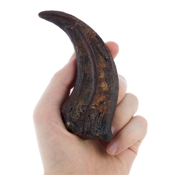Terrifying Raptor Claws Replica Fossils - Triassica Dinosaur Fossils