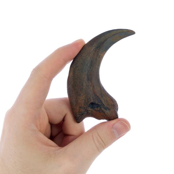Terrifying Raptor Claws Replica Fossils - Triassica Dinosaur Fossils