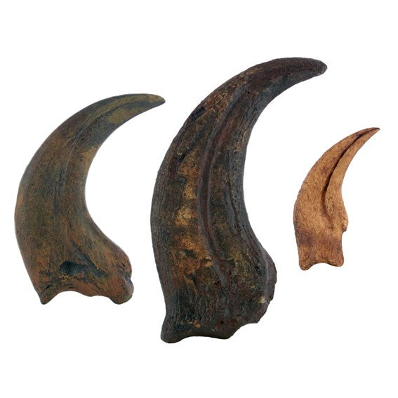 Terrifying Raptor Claws Replica Fossils – Triassica