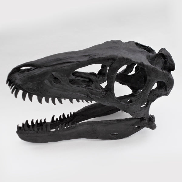 Baby T.REX Skull Replica Fossil - Triassica Dinosaur Fossils
