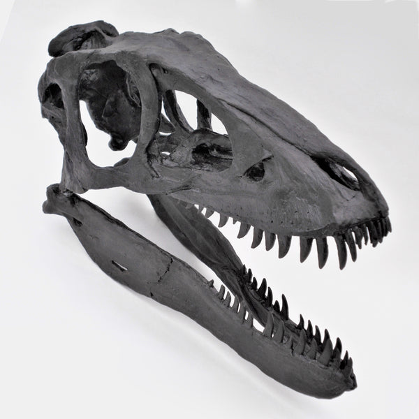 Baby T.REX Skull Replica Fossil - Triassica Dinosaur Fossils