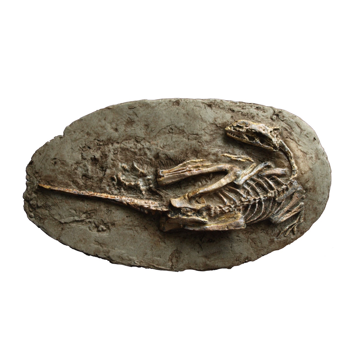 Microraptor Skeleton Replica Fossil – Triassica