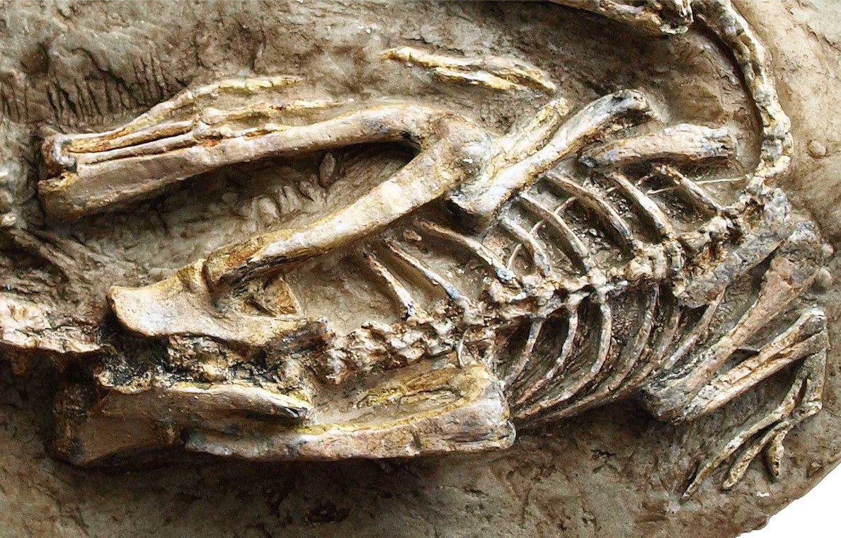 Microraptor Skeleton Replica Fossil – Triassica