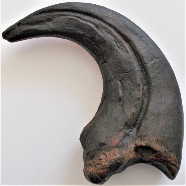 Deinonychus Raptor Claw Replica 4 Inches Long Black Resin Model –  rocksolidfossils